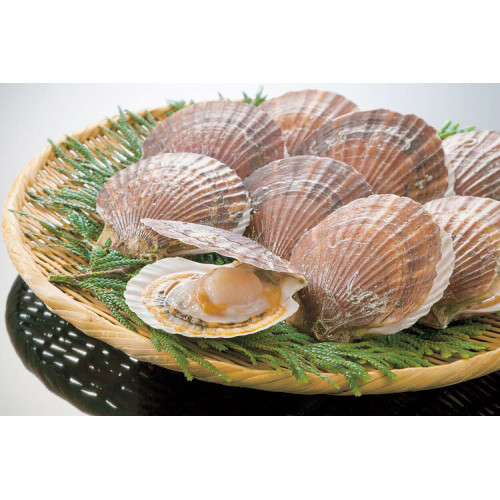 SFSH40033 [SEA SCALLOP-11/15] SEA SCALLOP 11/15